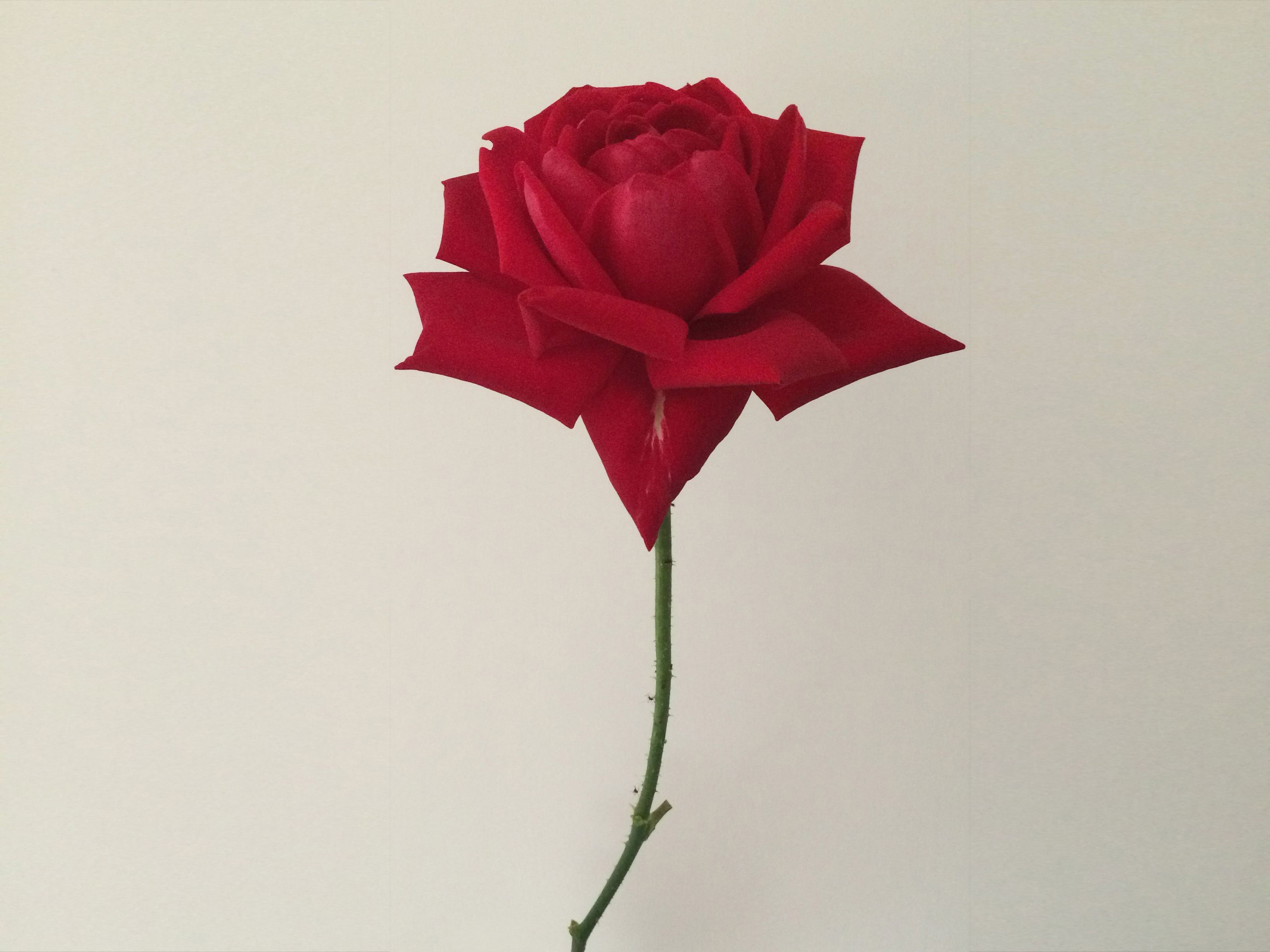 Una rosa è una rosa