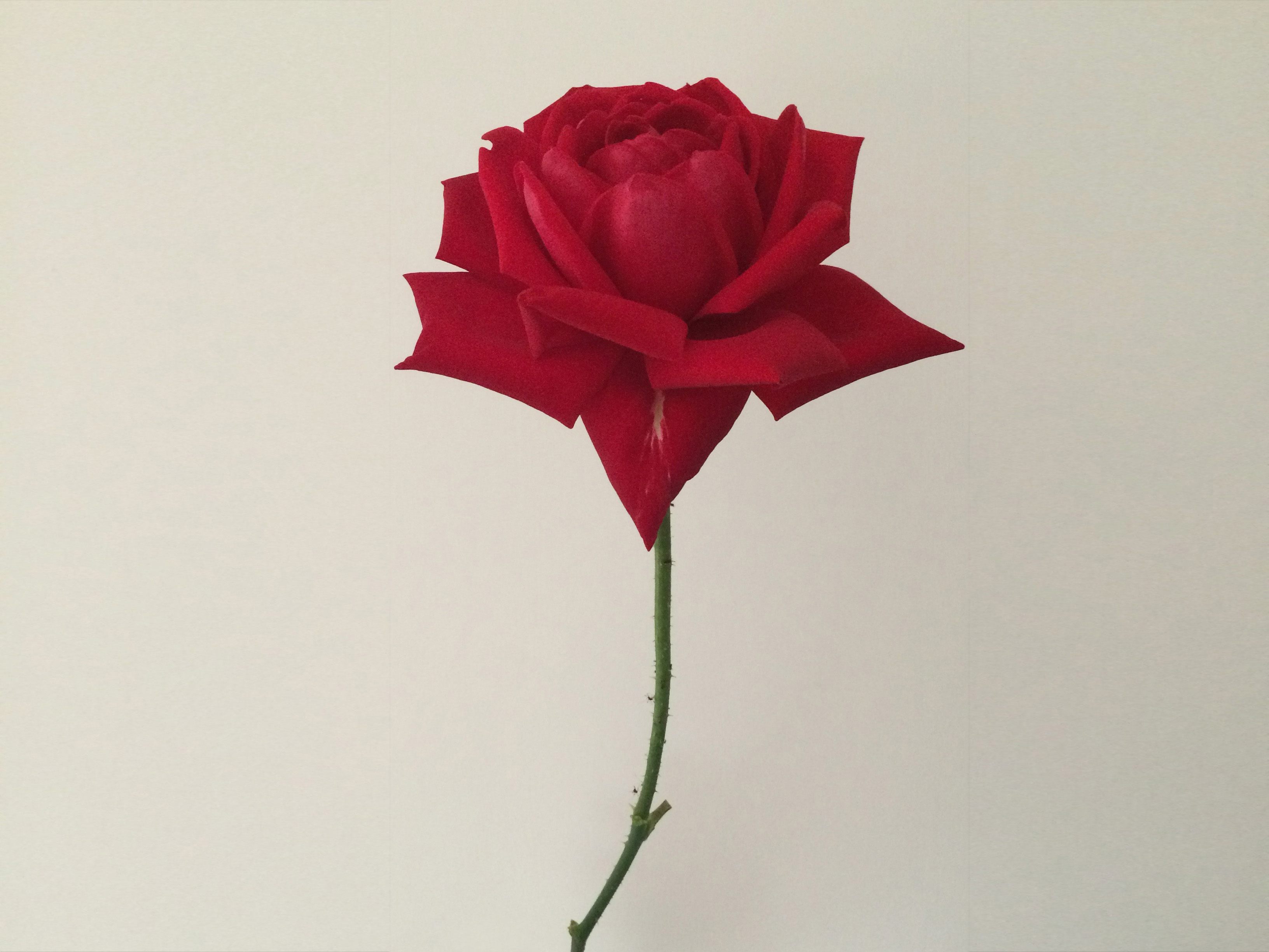 Una rosa  una rosa