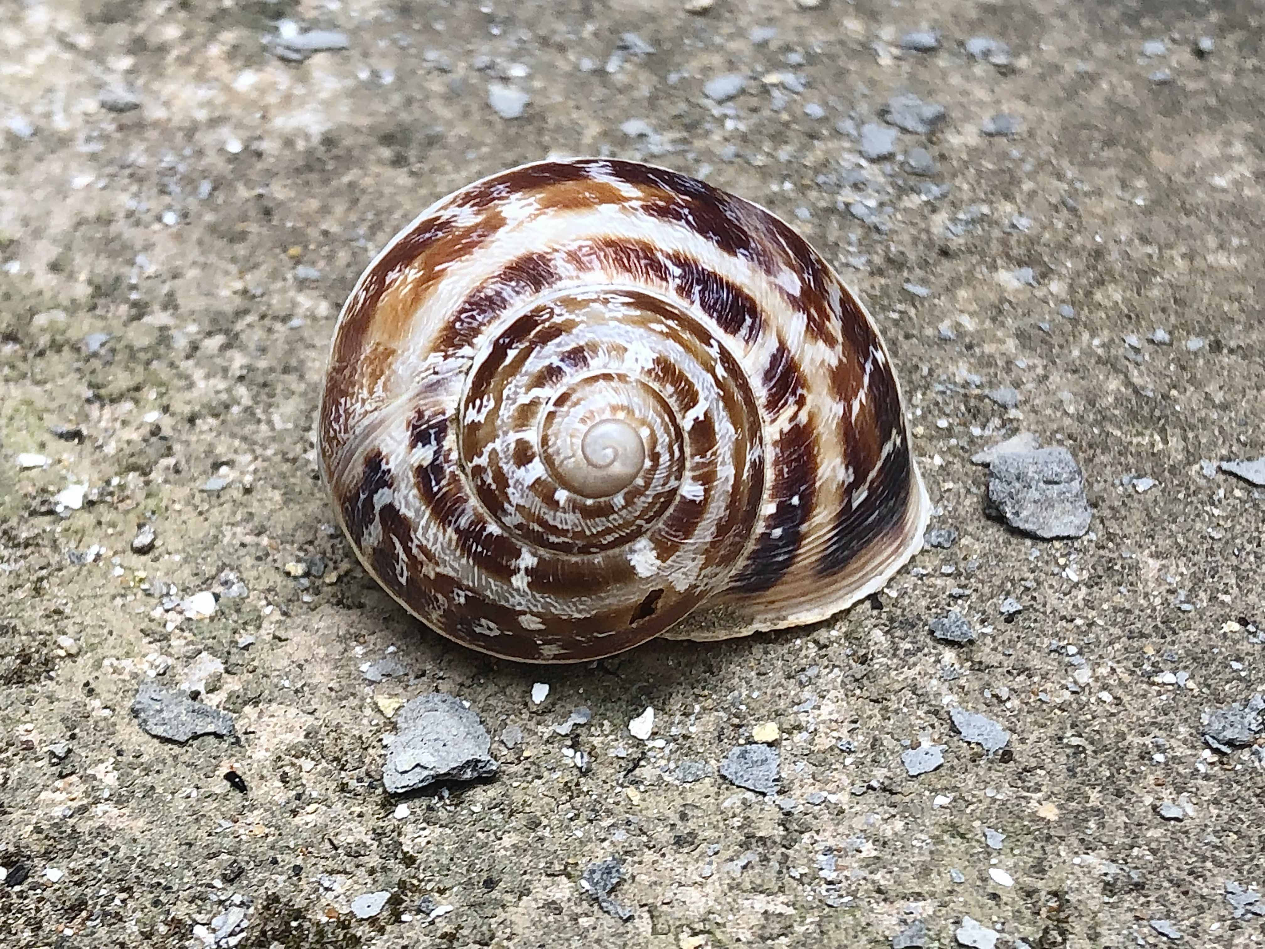 Il terzo suono 