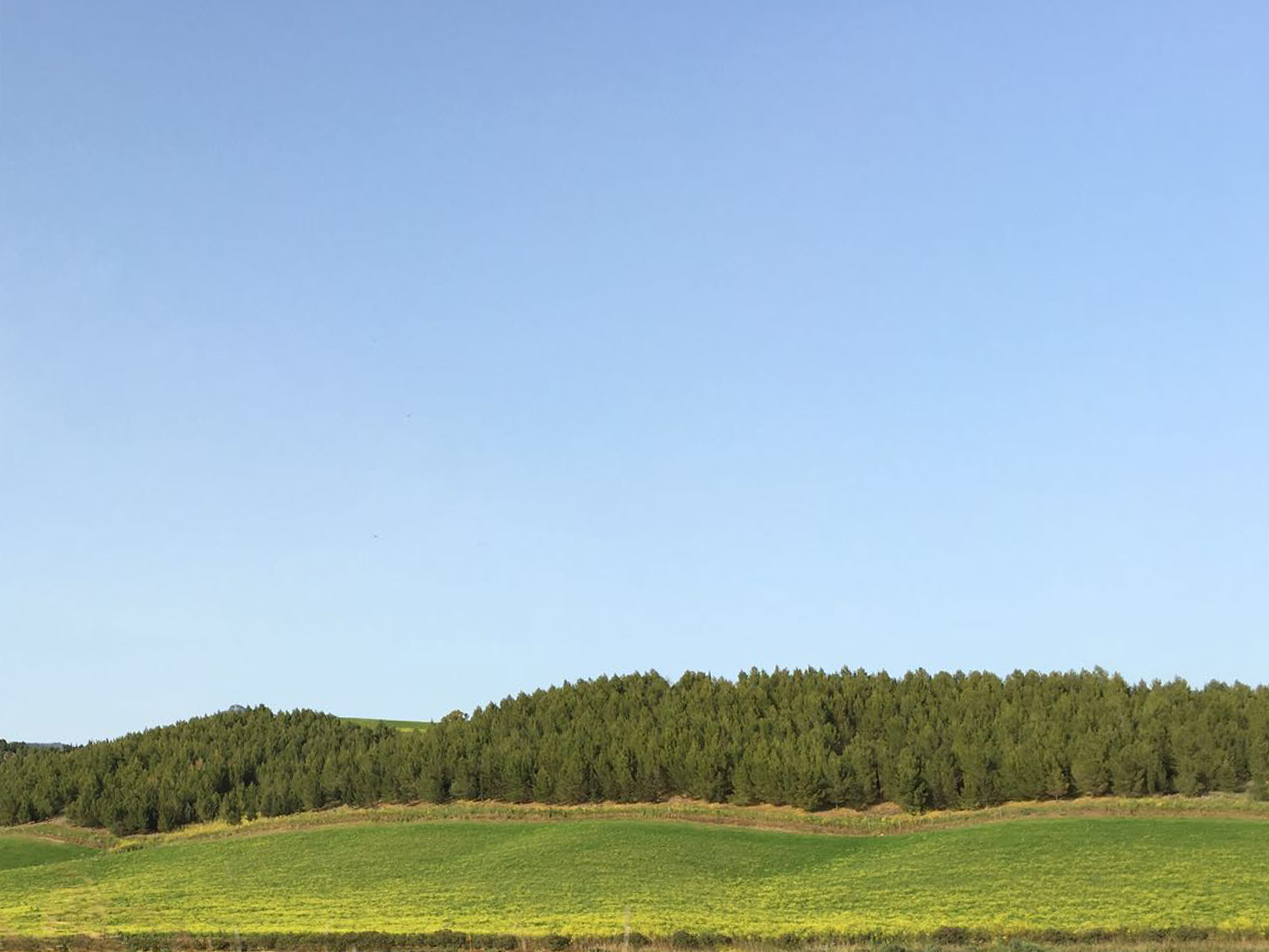 Foglie, sinapsi e nodi